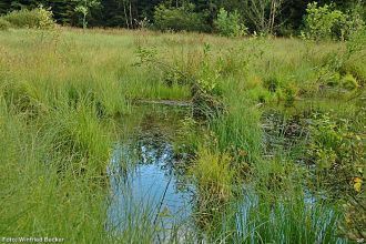 2 verlandender Teich